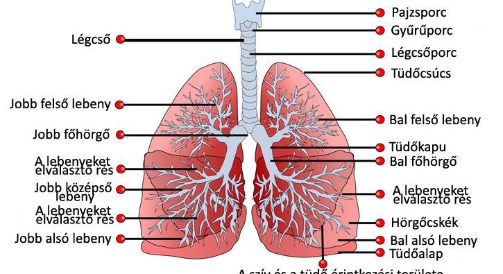 Tüdő anatómai felépítése