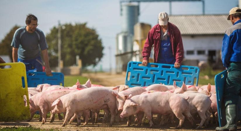 Kezdődik az összeírás, jogszabályi kötelezettség a bejelentés