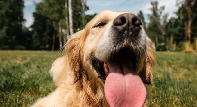 Különleges új hallgatója van a Debreceni Egyetemnek