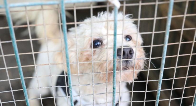 Emberfeletti küzdelem a kutyákért – így próbálnak úrrá lenni a víruson