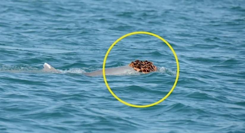 A delfinek tengeri szivacskalapban csábítják el a nőstényeket