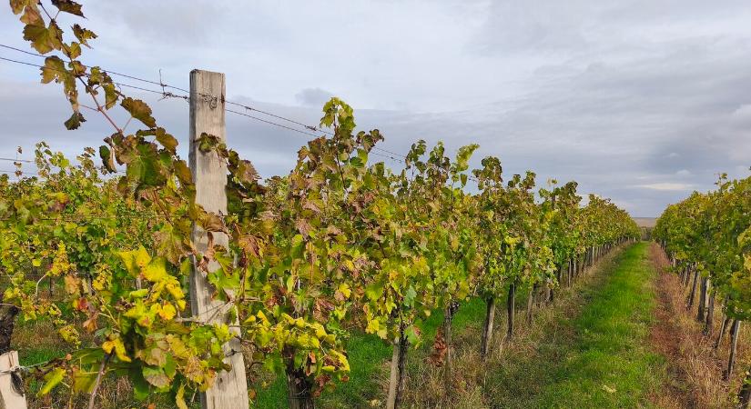 Országos szinten védekeznének a szőlővész ellen