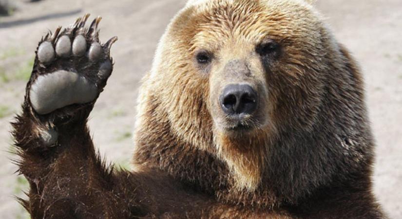 Egyes modellek szerint eddig eshet vissza a bitcoin árfolyama a következő medvepiacon