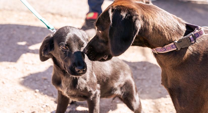 Változik a Győri Állatmenhely nyitvatartása
