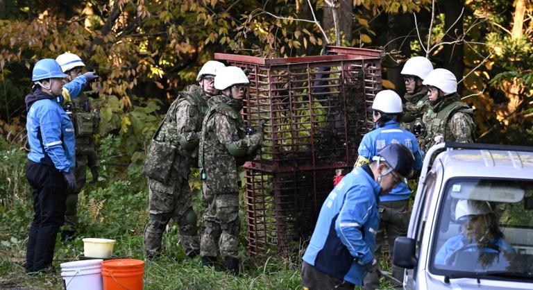 A medvék háborút indítottak Japánban – a hadsereg már a városokban védekezik