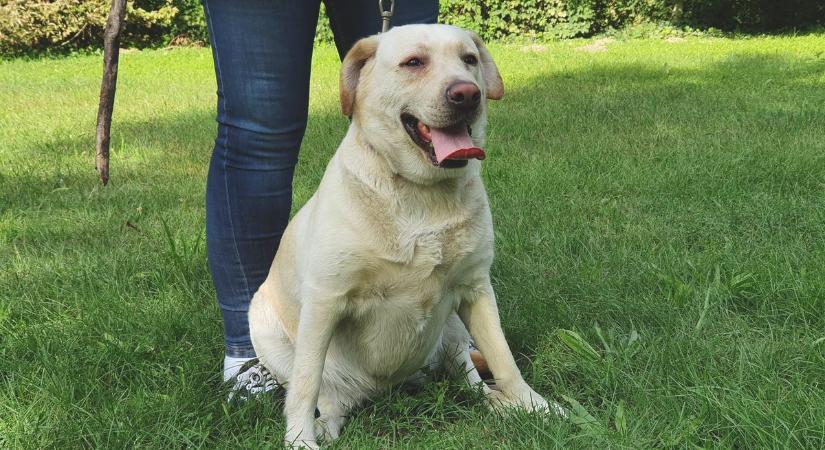 Fontos határidő közeleg Debrecenben – minden kutyatartót érint a felhívás