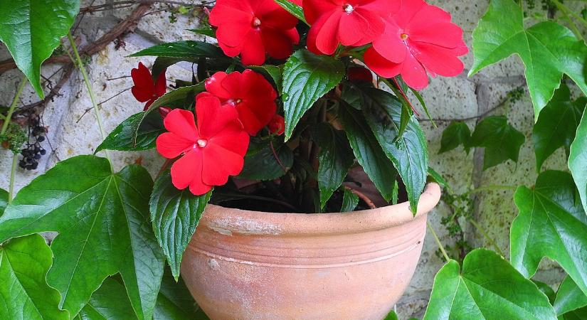 Így teleltesse a pistikét, most kell bevinni a csigaűző virágot