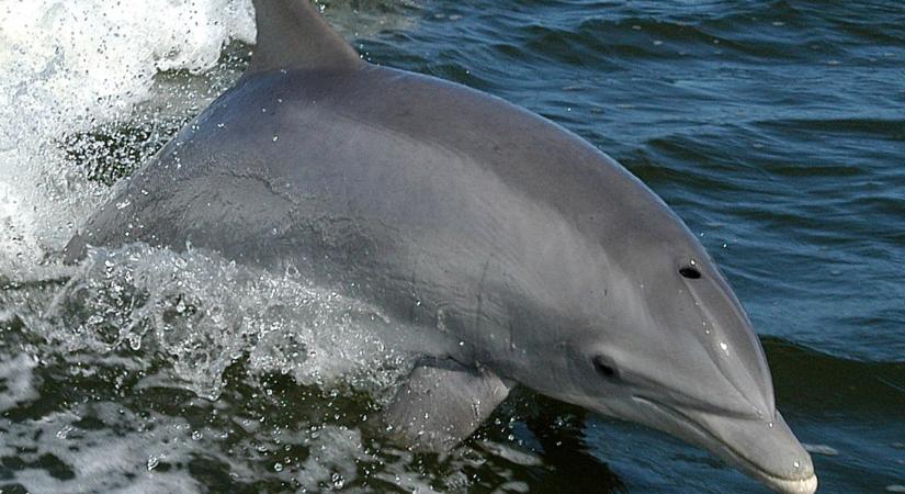 Különös dolog miatt aggódnak Velencében – videó