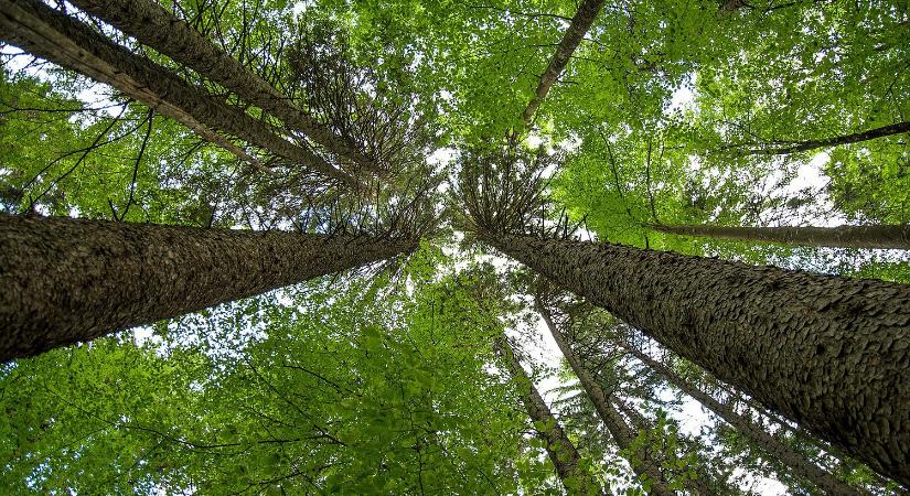 Milliárd dolláros erdővédelmi alap indul: jutalom jár a természetvédelemért, de súlyos büntetés vár az erdőirtókra