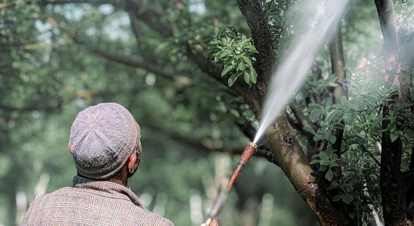 Gyümölcsösök mentőakciója: így érdemes permetezni ősszel és télen