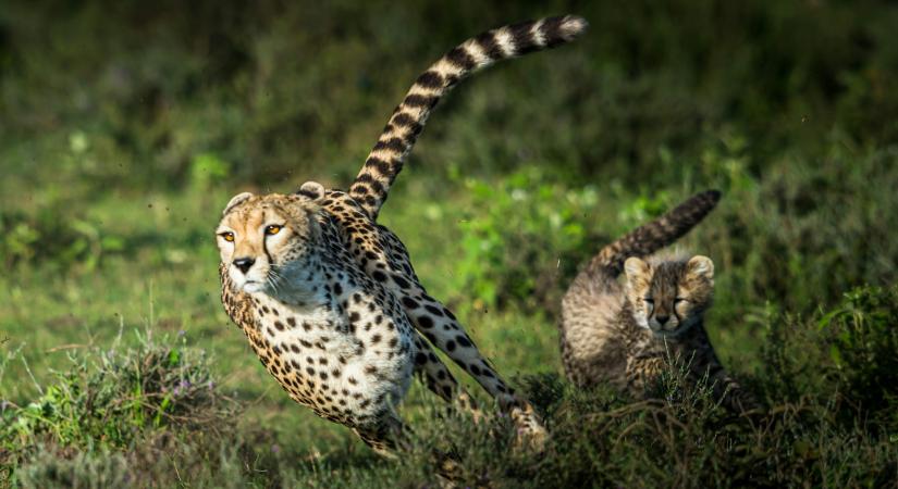 „A leggyűlöltebb bikapiac valaha?” – 5 dolog, amit ezen a héten tudni kell a Bitcoinról