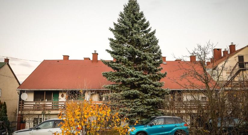 Ez a fenyő lesz Eger karácsonyfája, szerdán érkezik a Dobó térre