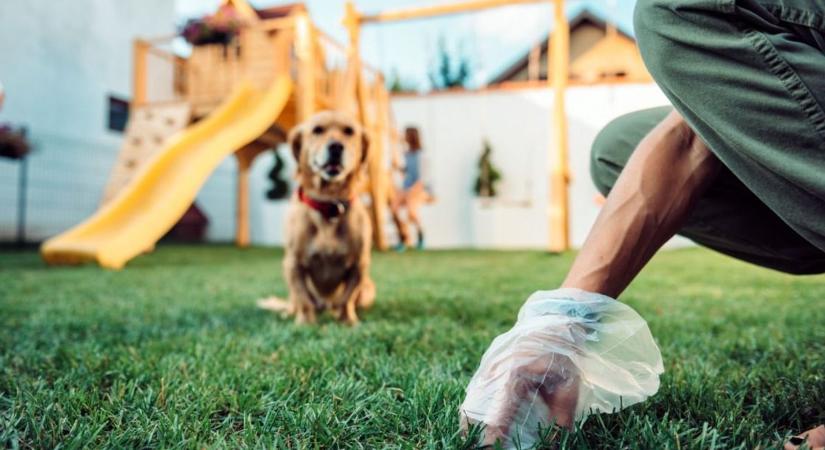 Elég volt a kutyaürülékből! – a veszprémiek kiakadtak a felelőtlen gazdikra