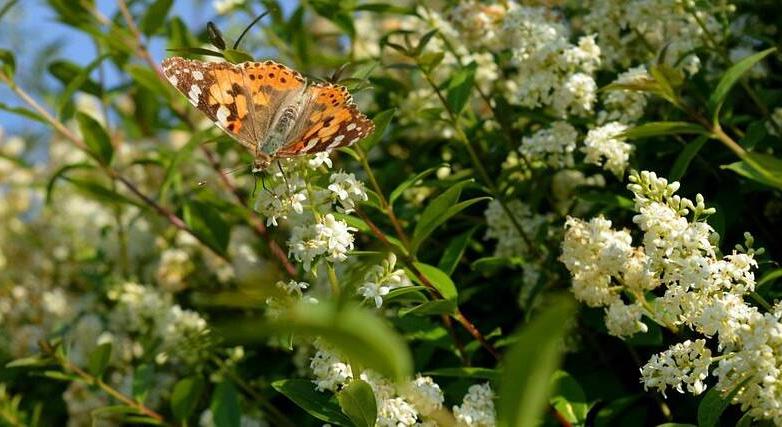 Ökológiai sövény – a fenntartható, fajgazdag kert élő védőfala