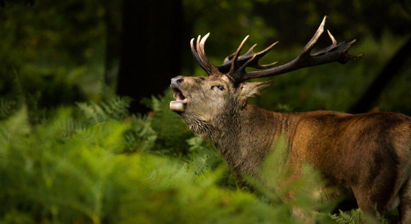 Idehaza is agresszívan terjed egy veszélyes parazita, már Somogy száraz részein is észlelték
