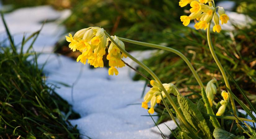 Védett növényeink: a szártalan kankalin