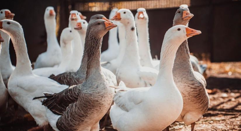 Beindult a Márton-napi libaszezon, nincs hiány kacsából és libából
