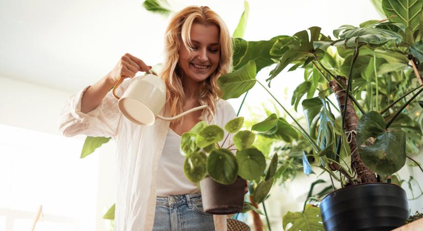 A titok, amit a kertészek szinte soha nem mondanak el: így nem száradnak el többé a szobanövényeid