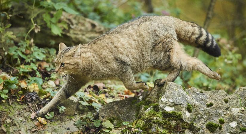 Így viselkednek a vadmacska-házi macska hibridek: a te kedvenceden látsz ilyen jeleket?