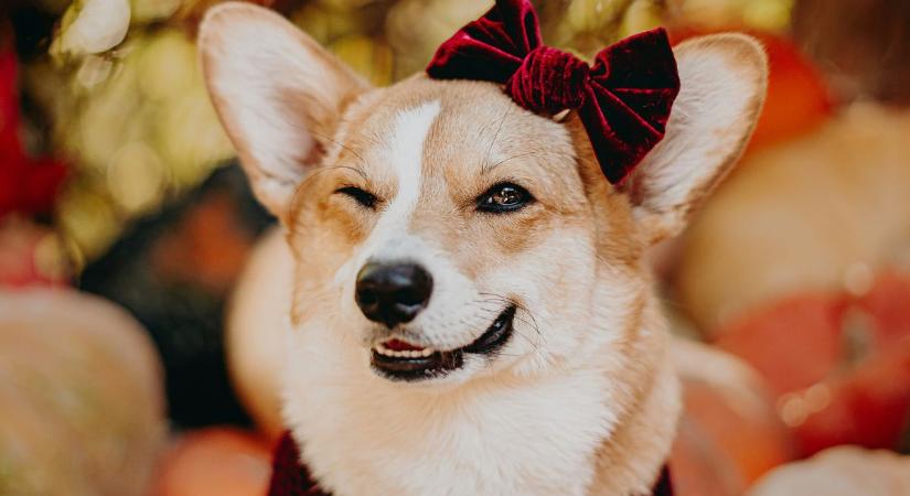 A lánykutyák ebben az egy dologban messze felülmúlják a fiúkutyákat