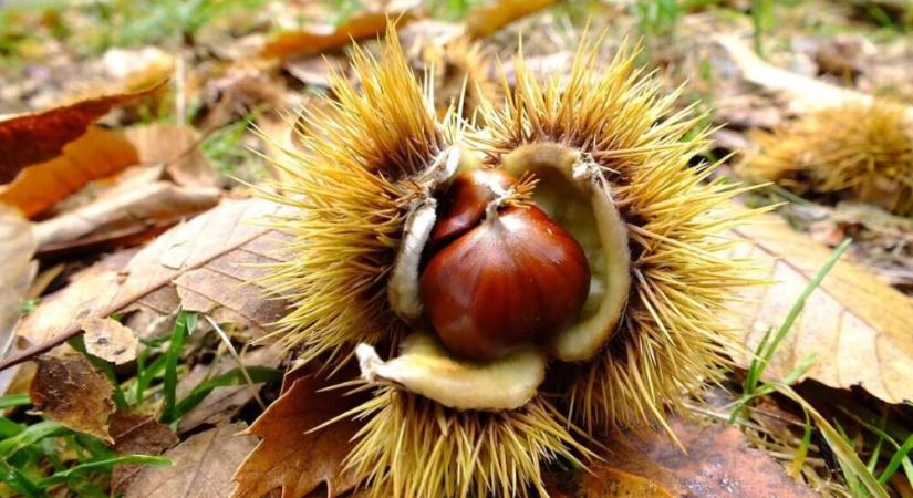 Hiszi, nem hiszi? – Napi horoszkóp 2025. november 11., kedd