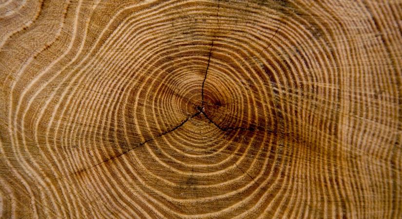 Elindult a nagy verseny, már lehet szavazni az Év fájára: mutatjuk a jelölteket