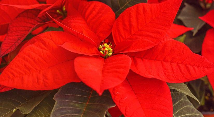 Hová tegyük a mikulásvirágot, hogy sokáig szép maradjon?