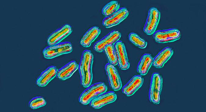 E. coli baktériummal fertőződhetett meg a várpalotai vízállomány