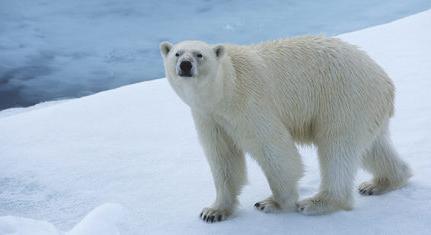 Korcsolyákat elő! Pénteken indul a 2025/2026-os korcsolyaszezon a Pécsi Műjégpályán