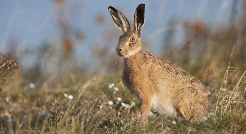 Nyulakat támadó új vírust azonosítottak Magyarországon