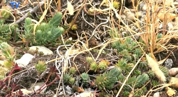 DSTV: zöldítő fejlesztések