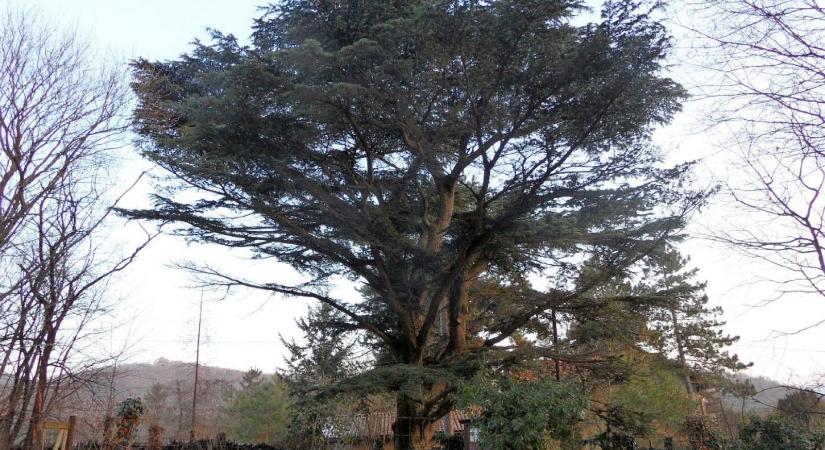 A gyógyszerész fája