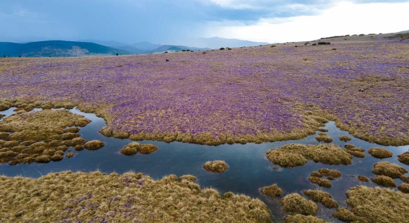 Nicuşor Dan az alkotmánybíróságon támadta meg a természetvédelmi területek védettségét gyengítő törvénytervezetet
