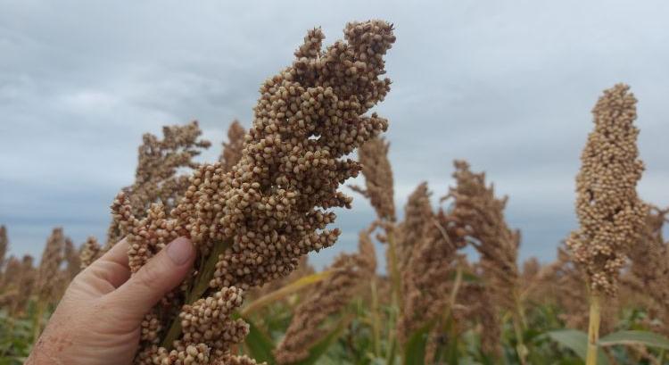 Tovább tágult a mozgástér a kiskultúrák védelmében