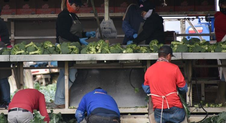 Hollandia megkéri a környezetkímélő zöldségtermelés árát