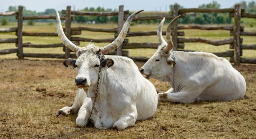 A magyar szürke marha lehet a válasz a kihívásokra?