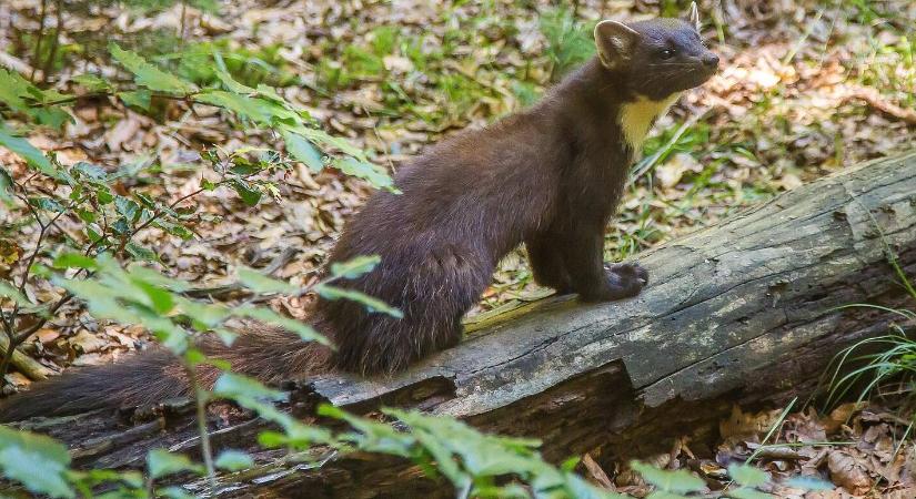 Rettegett vendég: így védje meg házát a nyestektől!