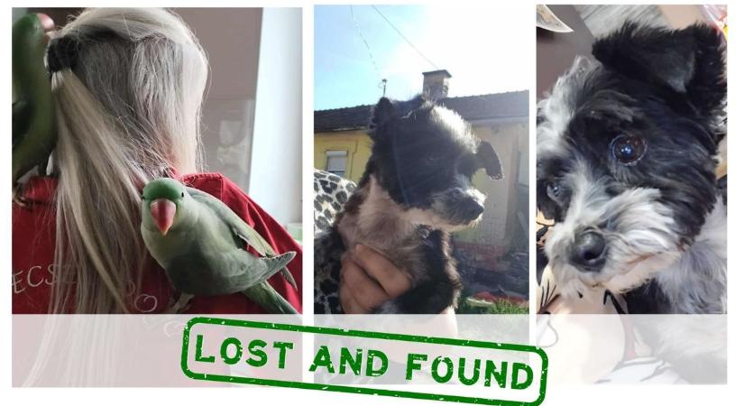 Eltűnt kisállatok Tatabányán – Bonbon és Tara is biztonságban haza került