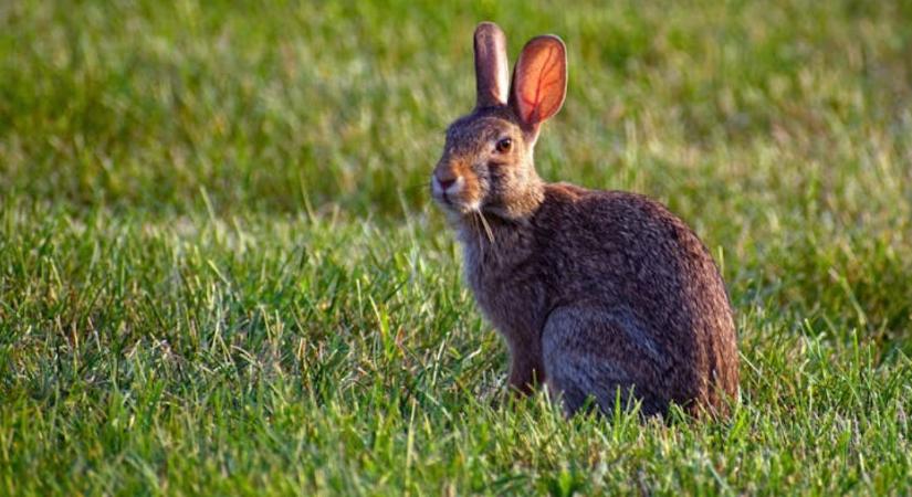 Új vírus tizedeli a mezei nyulakat