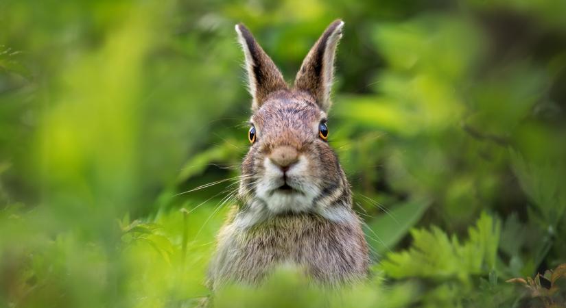 Újabb vírus támad Magyarországon, általában végzetes kimenetelű a kutatók szerint