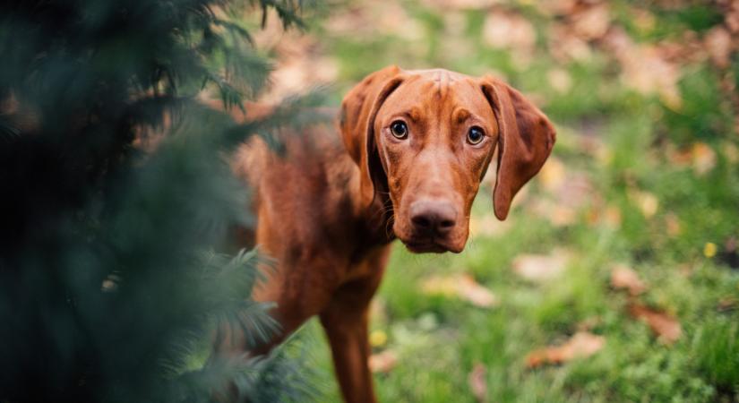Fontos figyelmeztetés jött: ez rengeteg magyar kutyatulajdonost érint