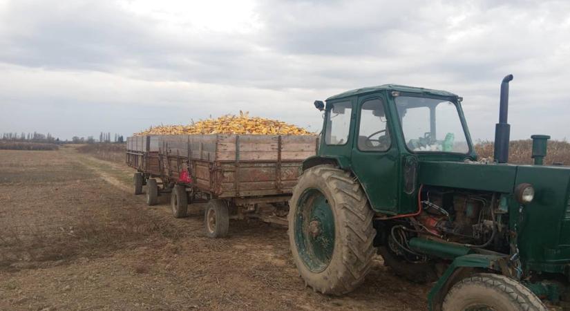 Végéhez közelednek a betakarítási munkálatok - Tart a kegyelmi időszak