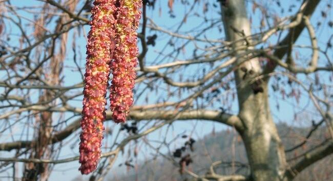 Kecskefűz, hamvas éger vagy rezgő nyár - Segíthet eldönteni, melyik legyen Az év fája