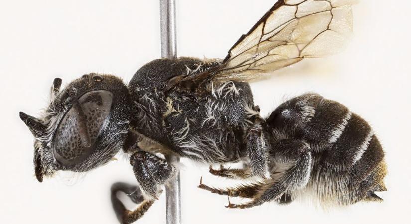 Lucifer-méh: ördögi új rovarfajt fedeztek fel