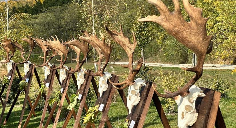 Első trófeaszemléjét rendezte meg a Pilis–Gerecse Vadászszövetség