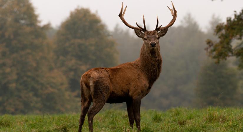 Veszélyes parazita terjed Magyarországon: egyre több a megbetegedés, zajlanak a vizsgálatok