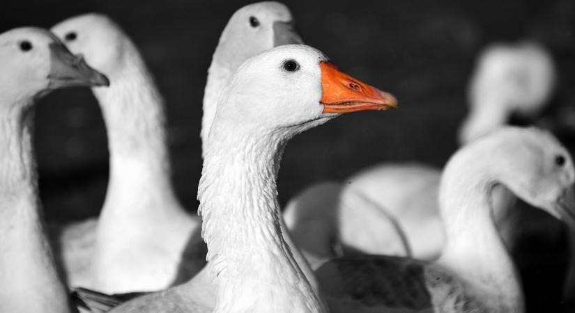 Liba, újbor és jóslatok – a Márton-napi hiedelmek eredete