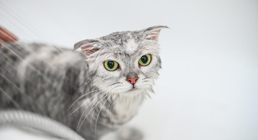 Így tartsd tisztán a macskádat fürdetés nélkül