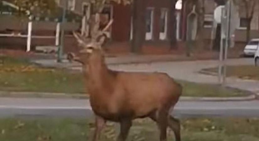 Videón, ahogy szarvas sétálgat Ajkán, egy körforgalomnál