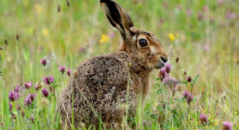 Veszélyben a hazai nyulak: halálos megbetegedést okozó vírus jelent meg Magyarországon